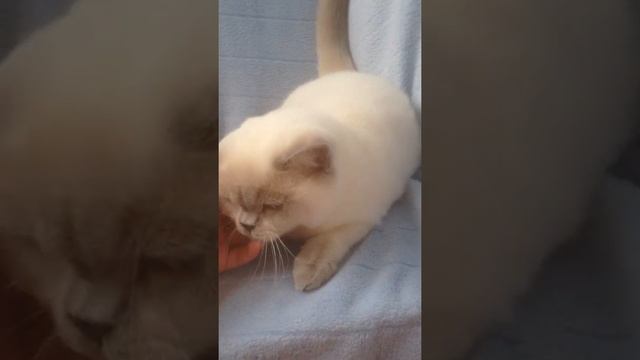 Редкий британский котенок лилак поинт в питомнике British House кот Адамант смотреть онлайн
