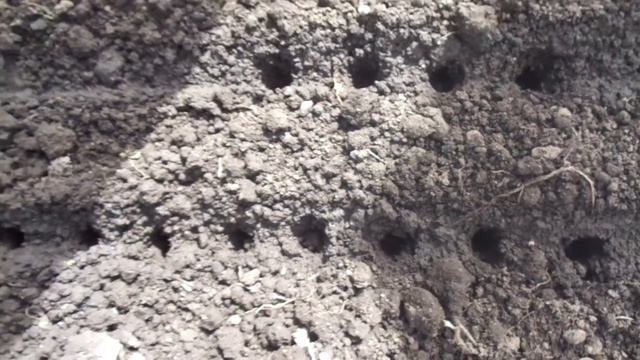 ПОСЕВ РЕДИСА В ХОЛОДНУЮ ТЕПЛИЦУ ДЛЯ ПОЛУЧЕНИЯ РАННЕГО УРОЖАЯ. Ольга Чернова. смотреть онлайн