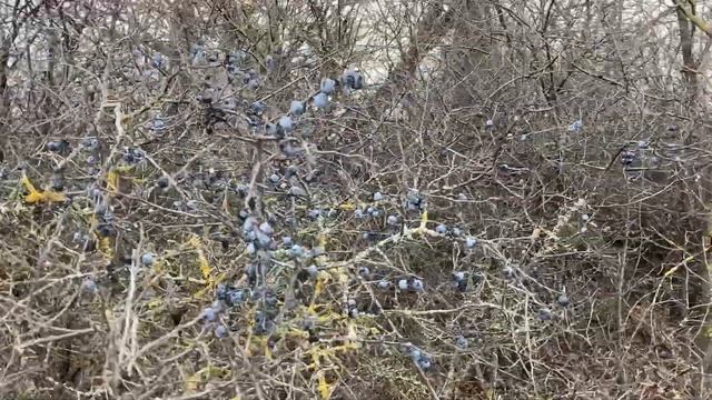 Как растет терн/Обещали показать/Как на танке/ смотреть онлайн