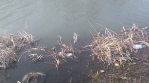 Рыбалка в Дагестане старый терек 2017  Fishing in Dagestan Staryy Terek 2017