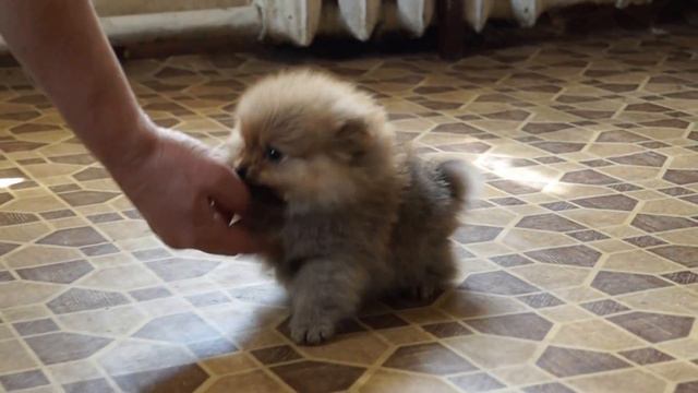 питомник ПЛАНЕТА УДАЧИ. шпицы.ГЕРДА смотреть онлайн