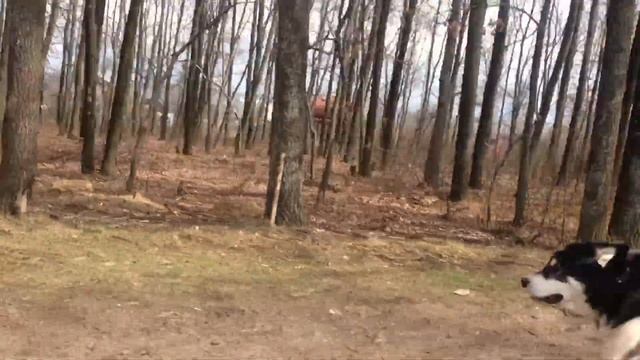 Аляскинский маламут 40 км/ч смотреть онлайн