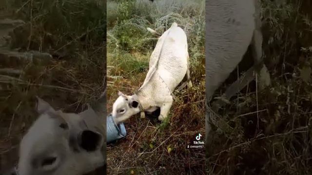 любитель поесть на четвереньках бычок смотреть онлайн