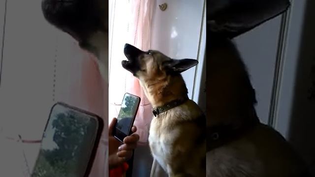 Овчарка воет на скорую помощь)) смотреть онлайн