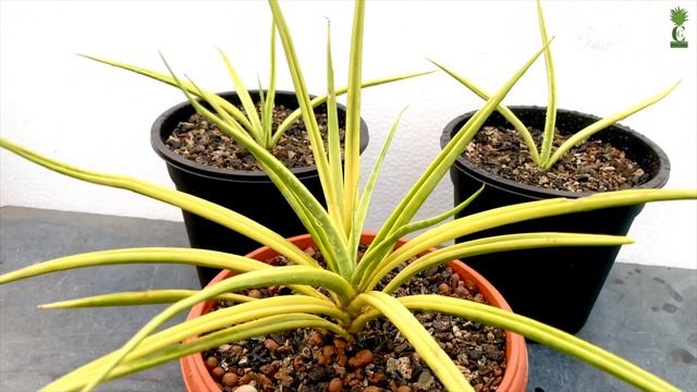 Sansevieria | Gracilis Variegata | Telugu| అరుదైన విదేశీ మొక్కలు | సన్సెవేరియా గ్రాసిలిస్ వేరిగాటా смотреть онлайн