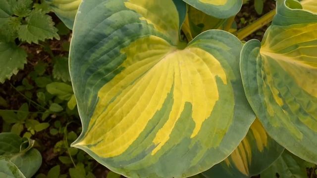 GREAT EXPECTATIONS хоста