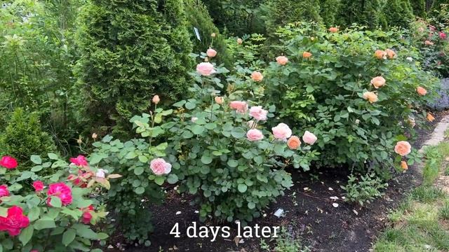 ? Princesse Charlene De Monaco Rose // Scentables™ // Meilland