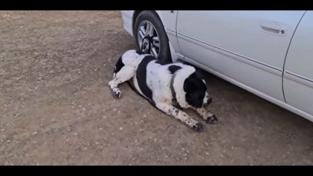 АЛАБАЙ смотреть онлайн