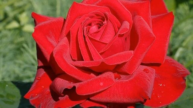 Роза Бургунд (Burgund) — характеристики и описание смотреть онлайн