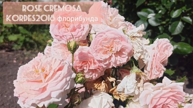 Роза ?Кремоза ?Кордес?? 2018 флорибунда❣️ Букетное цветение?#rose #blooming #flowers #roseflower