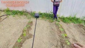 Разматываем капельную ленту и делаем капельный полив огурцов в теплице.