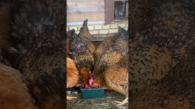 Наши фаворитки, #экотрадиции #курынесушки #породныекуры #яйцо #кучинская #мараны #араукана смотреть онлайн