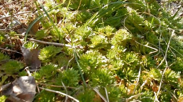 Открытие дачного сезона май 2017. Как классно на даче! Что растет у нас на даче? смотреть онлайн