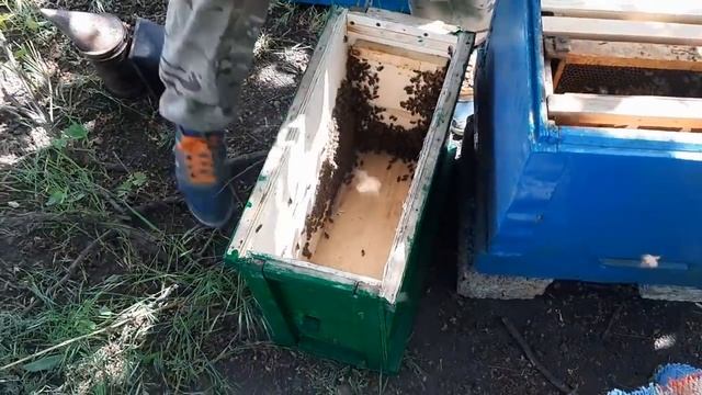 Пасека с нуля. Первые рои 2019. смотреть онлайн