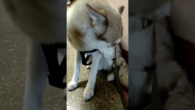 Наша хаски провинилась, и все понимает смотреть онлайн