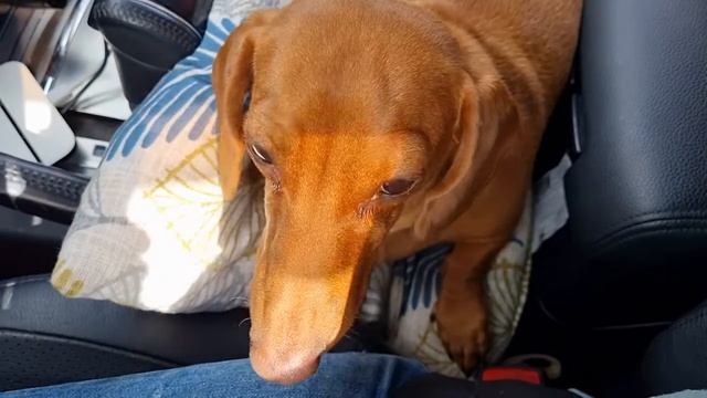 Едем на дачу. Пробки. смотреть онлайн