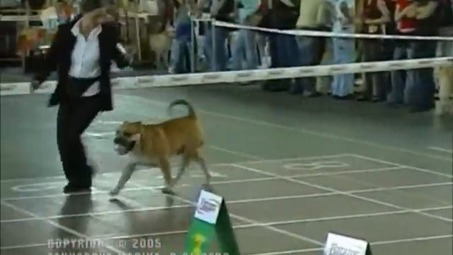 Моно Ка де бо ЧК 2005, Открытый кобели/Mono Ca de bou, Open males смотреть онлайн