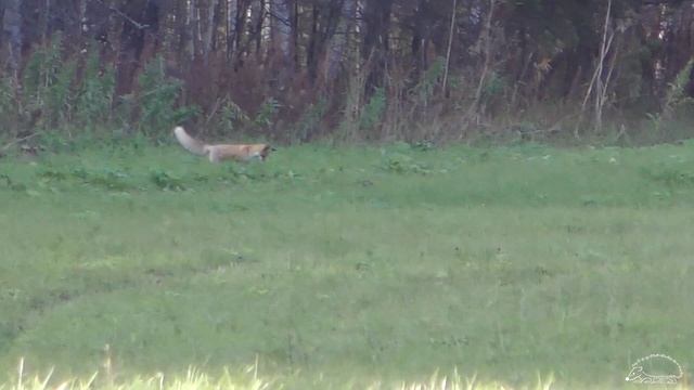 Лиса мышкует/the fox catches the mouse смотреть онлайн