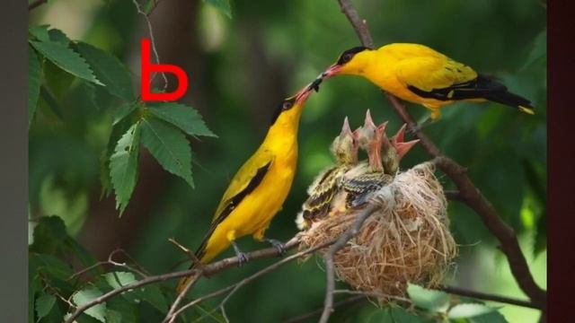 Учим букву,, мягкий знак". Ь. Отец и мать. Букваренок для дошкольников Юдин Г. смотреть онлайн