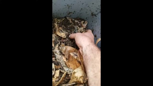 Update $4,46 Worm Composter смотреть онлайн