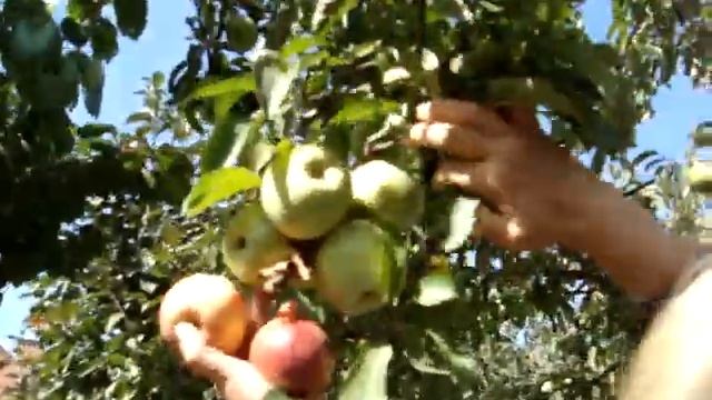 лучшие осенние сорта яблок смотреть онлайн