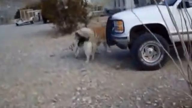 Собака и тигр смотреть онлайн