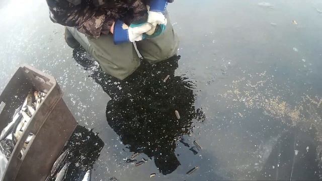 ЛОВЛЯ РЯПУШКИ ЗИМОЙ ПО ПЕРВОМУ ЛЬДУ / ПРОВЕРКА СЕТЕЙ ЗИМОЙ / РЫБАЛКА СЕТЯМИ смотреть онлайн