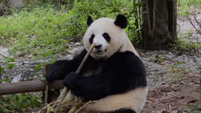 Giant Pandas I Fact Pandas I Detail About Pandas I Panda Animal I AMAZING FACTS ABOUT PANDAS