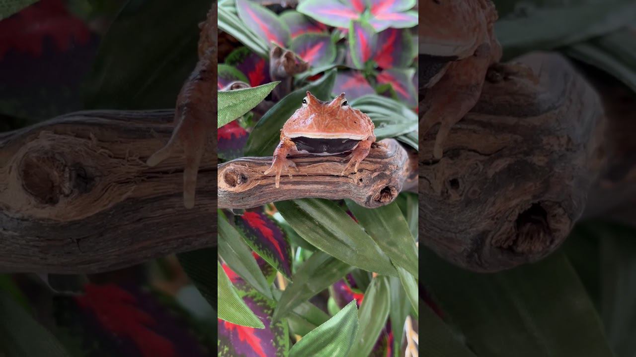 Рогатка амазонская в супермаркете «Аква Лого Сокол» смотреть онлайн