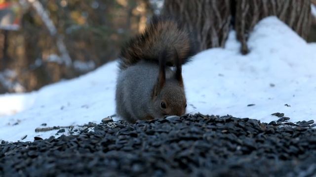 Белка, парк Кирова, 23.02.2013