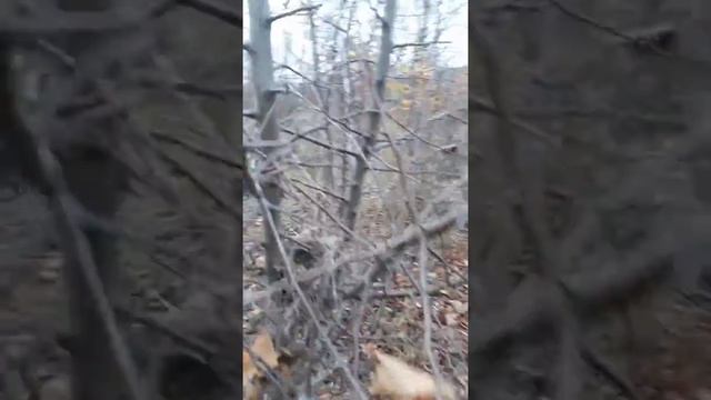 Гнезда птиц в Поместьях 2 смотреть онлайн