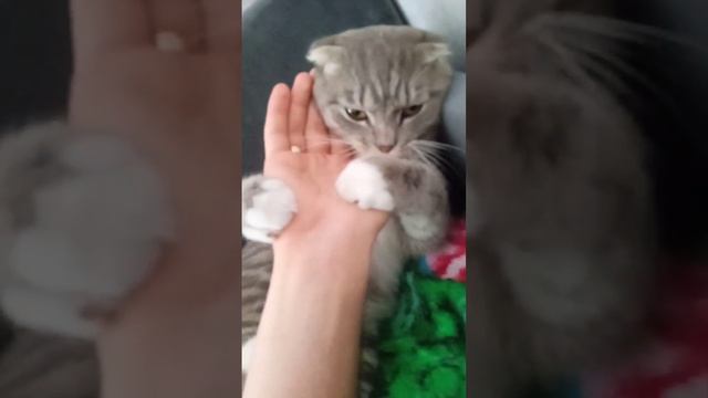 решил усыпить кота 🐈 смотреть онлайн