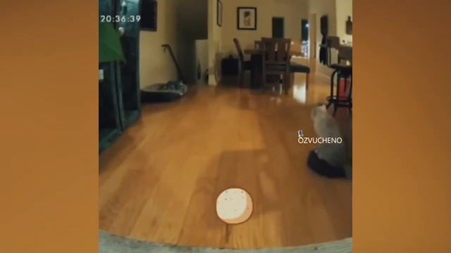 УВИДЬ ЭТОМ ВИДЕО ЛУЧШИЕ ПРИКОЛЫ 2021 РЖАКА САМОЕ СМЕШНОЕ ВИДЕО смотреть онлайн