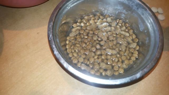 САО.АЛАБАИ/ВОЛКОДАВЫ. ЗАВТРАК ЩЕНКОВ. / КАК Я КОРМЛЮ ОРАВУ ЩЕНКОВ/ СПОСОБ КОРМЛЕНИЯ МОЙ. смотреть онлайн