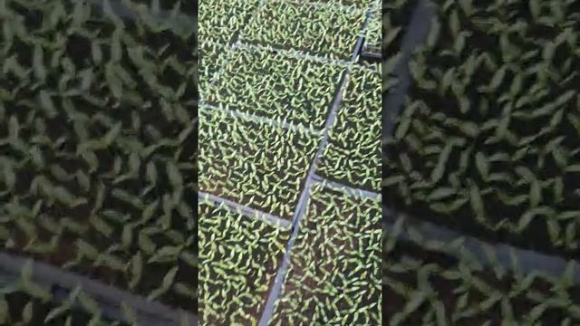 Перец полет месец после посева 2021 03 23 смотреть онлайн