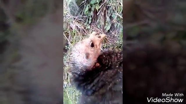 Супер индюшка, такой индюшку ещё не видели... смотреть онлайн