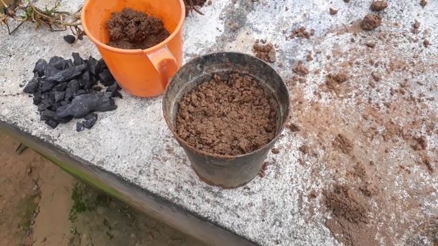 How to grow anthurium plants смотреть онлайн