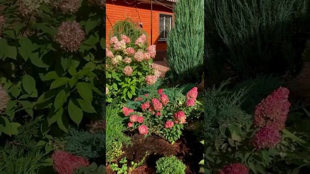 Парадная зона второго выхода из дома в моем рабочем саду , осенняя посадка гортензии смотреть онлайн