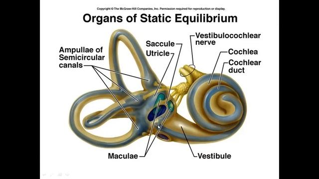 Ichki Quloq_Ички қулоқ Иброхимова Л.И