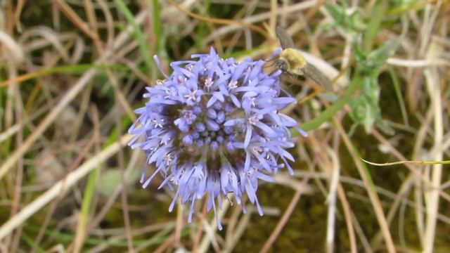 Großer Wollschweber (Bombylius major) auf Nacktstängeliger Kugelblume (Globularia nudicaulis) смотреть онлайн