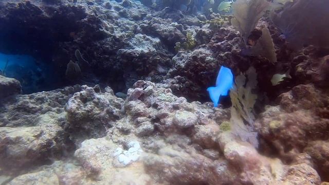Adrenalin Catamaran Adventures in Florida 2020 by Viktor Popov смотреть онлайн