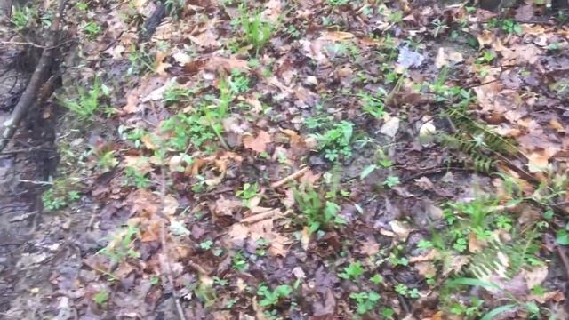 3 Day Mushroom Hunt смотреть онлайн