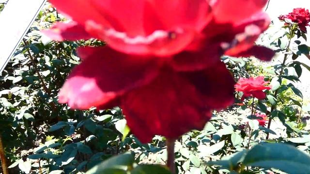 Edelrose Barkarole Rundgang Rosengarten Pitten Rosen Sorten. Bucklige Welt Rosarium. fz82 смотреть онлайн