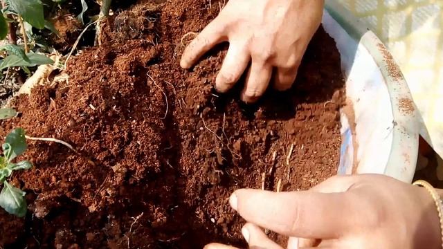 19-Harvesting Colocasia | How to grow Chamadumpa | смотреть онлайн