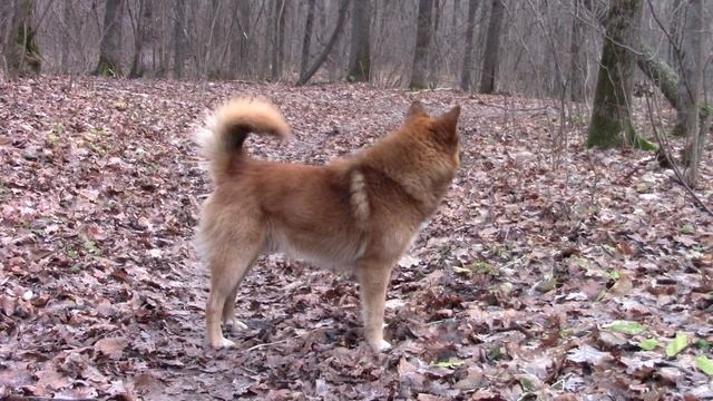 Собаки Лада, Бока и Тол ежедневная прогулка в роще 4 часть 17.11.23