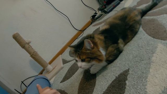 КОРОЧЕ ГОВОРЯ, ВОЙНА С СЕСТРОЙ [От первого лица] БРАТ VS СЕСТРА смотреть онлайн