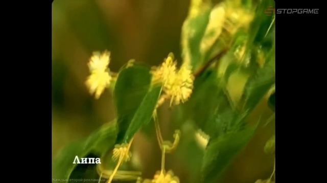 Лучшие сорта чая. смотреть онлайн