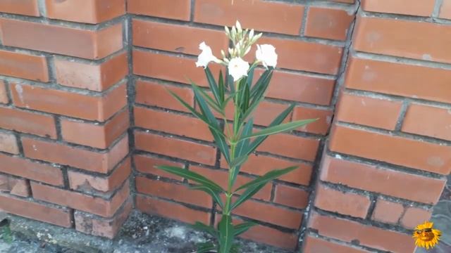 Мои покупки. Комнатные цветы и садовые растения. смотреть онлайн