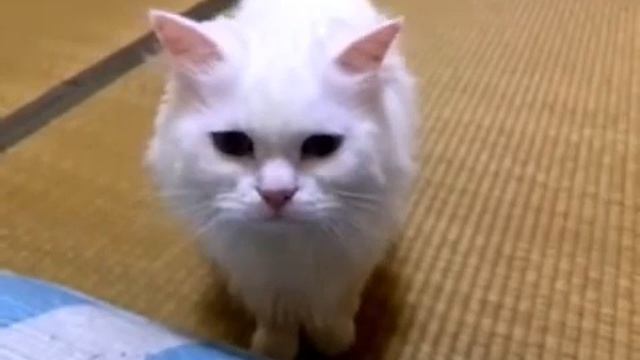 Кошка о котором это разговаривает♥кот Котик Кошечка кошки милый смешной смотреть онлайн