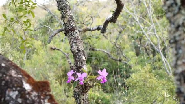 Cattleya walkeriana (Каттлея валкериана)... смотреть онлайн